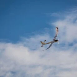 UMX Radian FPV BNF Aircraft Without Headset -3c Store e flite eflu6780 04